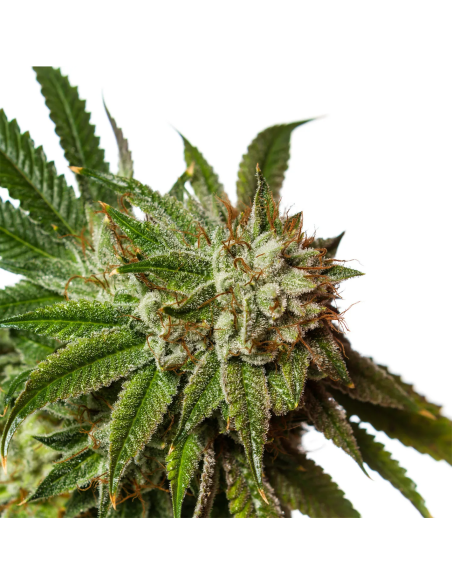 Just Seeds - Gelato [AUTO]