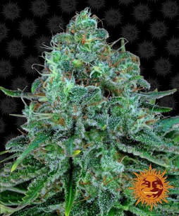 Critical kush - Barney's Farm Barney's Farm - 1
