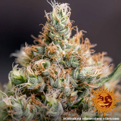 Critical kush - Barney's Farm Barney's Farm - 3