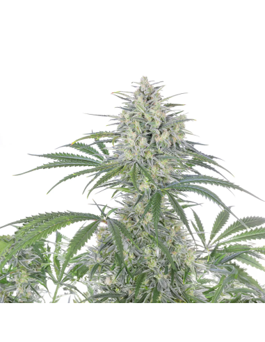 Just Seeds - Bruce Banner [AUTO]