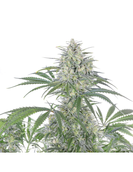 Just Seeds - Bruce Banner [AUTO]