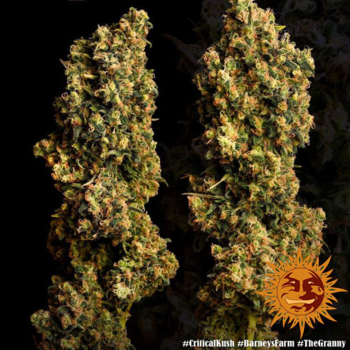 Critical kush - Barney's Farm Barney's Farm - 4