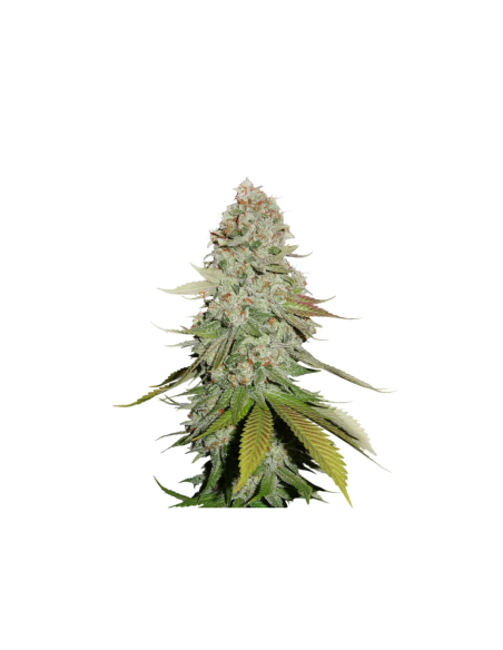 Just Seeds - GORILLA GLUE [FEM]