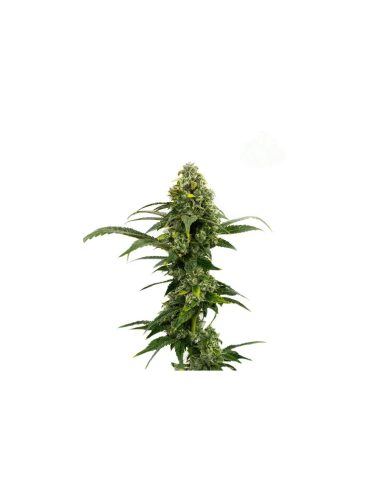 Just Seeds - Amnesia Haze [AUTO]