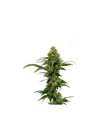 Just Seeds - Amnesia Haze [AUTO]