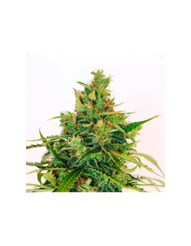 Just Seeds - Amnesia Lemon [FEM]