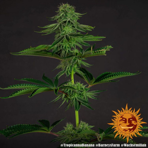 Tropicanna banana - Barney's Farm Barney's Farm - 3