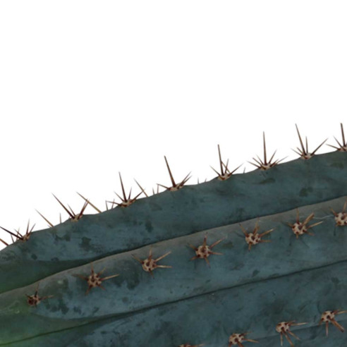 San Pedro Cutting Peruvianus - 25 - 29 cm  - 2