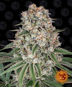 Tropicanna banana - Barney's Farm Barney's Farm - 1