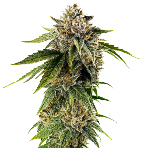 Just Seeds - DOSIDOS ROCKETOS [AUTO] JustSeeds - 1