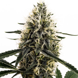 Just Seeds - DOSIDOS ROCKETOS [FEM] JustSeeds - 1