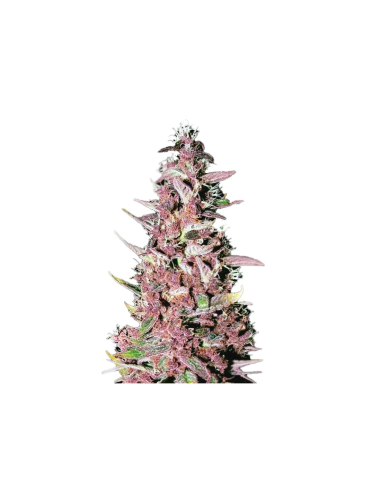 Just Seeds - Purple Kush [FEM]