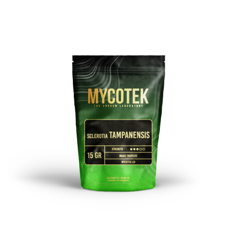 Funghi Allucinogeni - Psilocybe TAMPANENSIS - Mycotek Mycotek - 1
