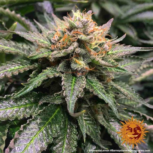 Amnesia lemon - Barney's Farm Barney's Farm - 4
