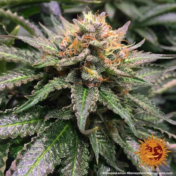 Amnesia lemon - Barney's Farm Barney's Farm - 4 Amnesia lemon - Barney's Farm Barney's Farm - 4