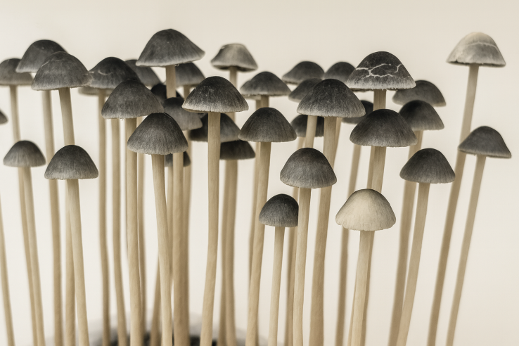 Panaeolus Copelandia Cyanescens Hawaiian Growkit Mycotek - 2