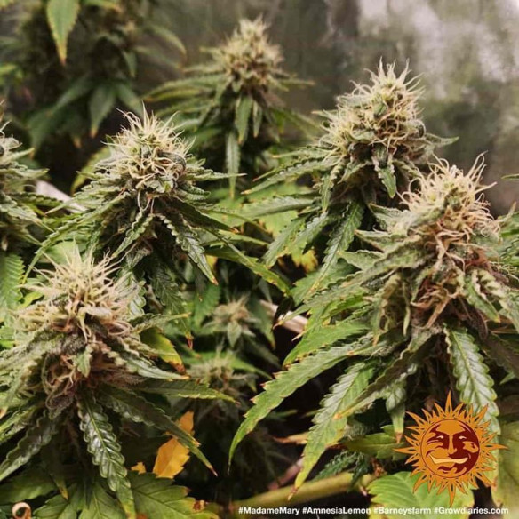 Amnesia lemon - Barney's Farm Barney's Farm - 3 Amnesia lemon - Barney's Farm Barney's Farm - 3