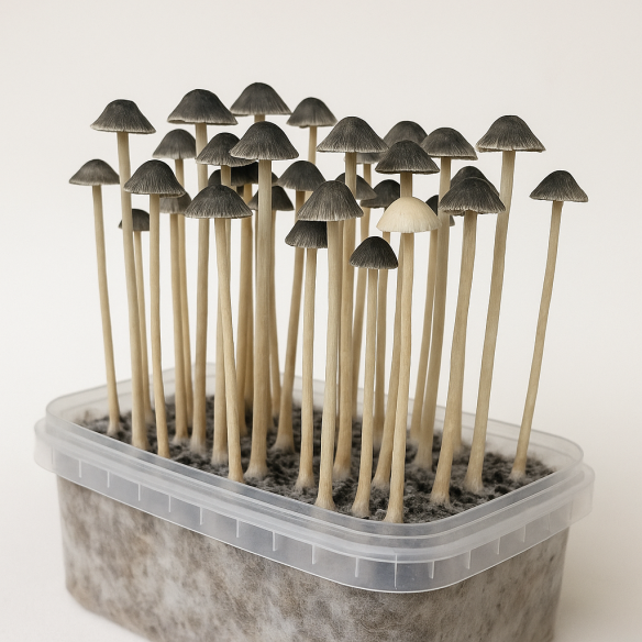 Panaeolus Copelandia Cyanescens Hawaiian Growkit Mycotek - 3 Panaeolus Copelandia Cyanescens Hawaiian Growkit Mycotek - 3