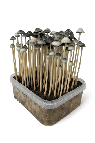 Panaeolus Copelandia Cyanescens Hawaiian Growkit Mycotek - 1