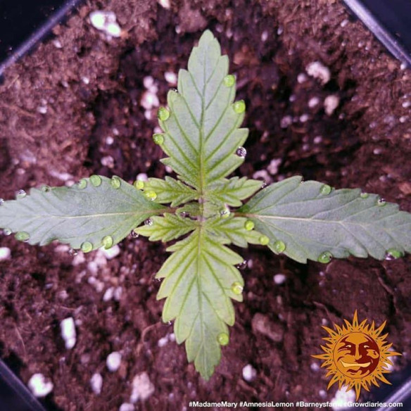Amnesia lemon - Barney's Farm Barney's Farm - 2 Amnesia lemon - Barney's Farm Barney's Farm - 2