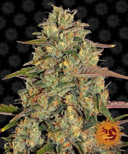 Amnesia lemon - Barney's Farm Barney's Farm - 1