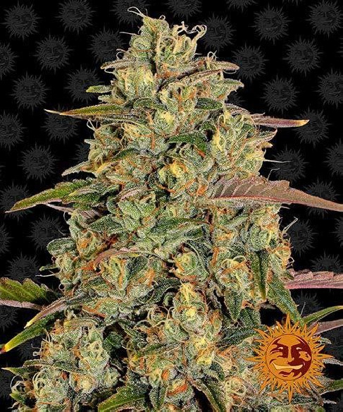 Amnesia lemon - Barney's Farm Barney's Farm - 1 Amnesia lemon - Barney's Farm Barney's Farm - 1