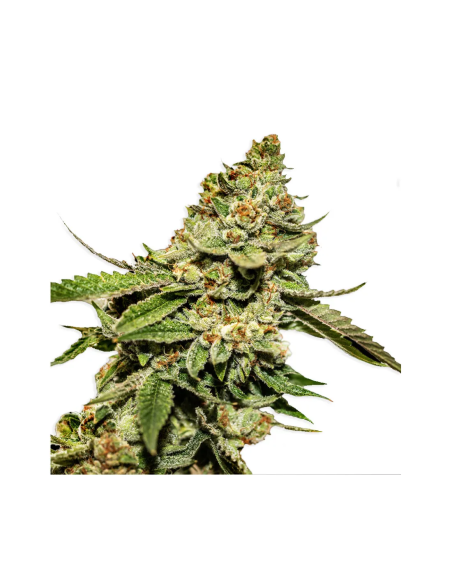 Just Seeds - Bruce Banner [FEM]