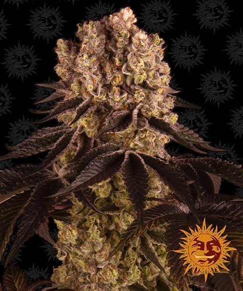Purple punch - Barney's Farm Barney's Farm - 1 Purple punch - Barney's Farm Barney's Farm - 1