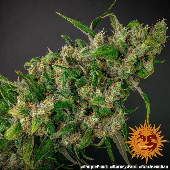 Purple punch - Barney's Farm Barney's Farm - 4 Purple punch - Barney's Farm Barney's Farm - 4