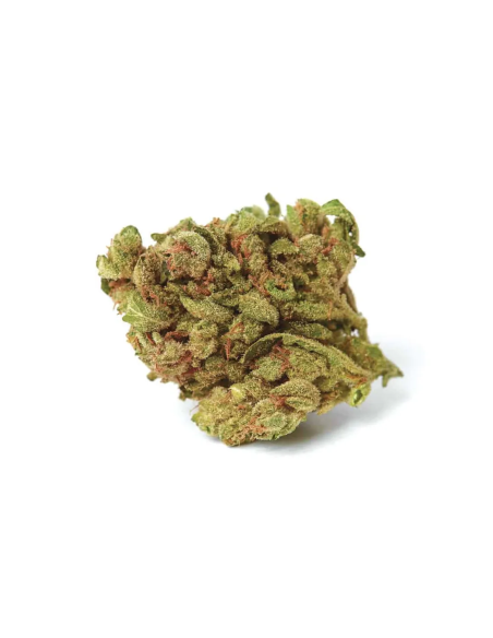 Just Seeds - BLUEBERRY [AUTO]