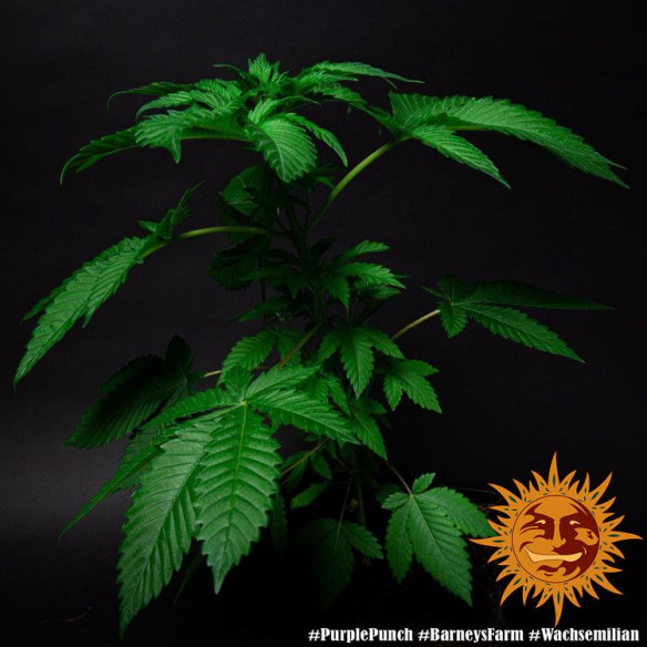 Purple punch - Barney's Farm Barney's Farm - 3 Purple punch - Barney's Farm Barney's Farm - 3