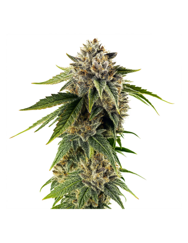 Just Seeds - DOSIDOS ROCKETOS [AUTO]