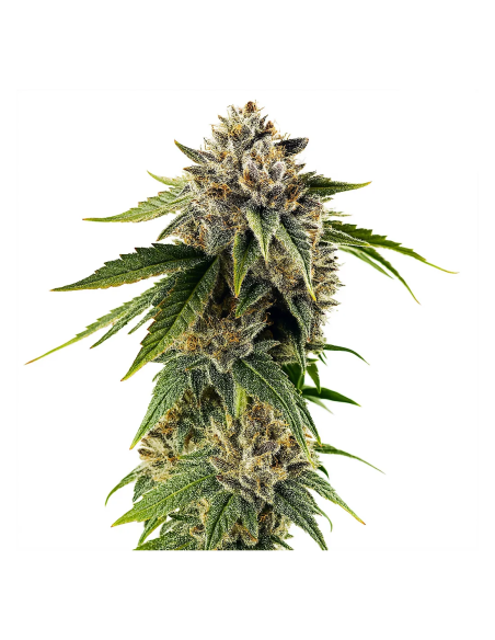 Just Seeds - DOSIDOS ROCKETOS [AUTO]