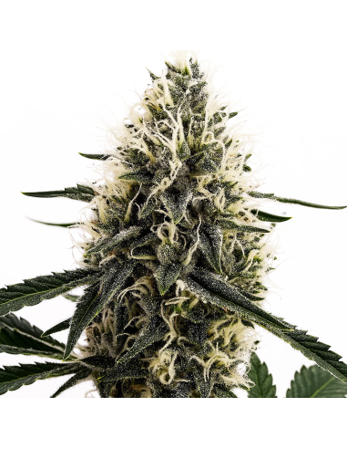 Just Seeds - DOSIDOS ROCKETOS [FEM]