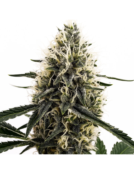 Just Seeds - DOSIDOS ROCKETOS [FEM]