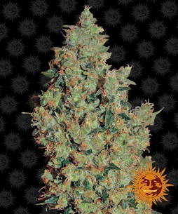 Tangerine dream - Barney's Farm Barney's Farm - 1
