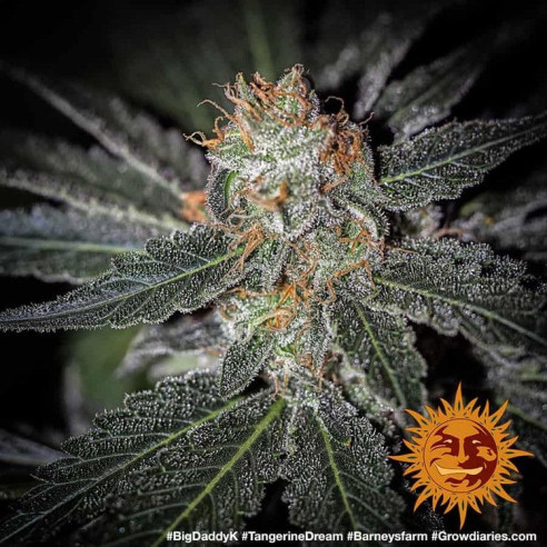 Tangerine dream - Barney's Farm Barney's Farm - 2
