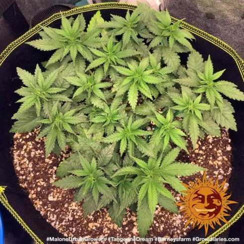 Tangerine dream - Barney's Farm Barney's Farm - 4