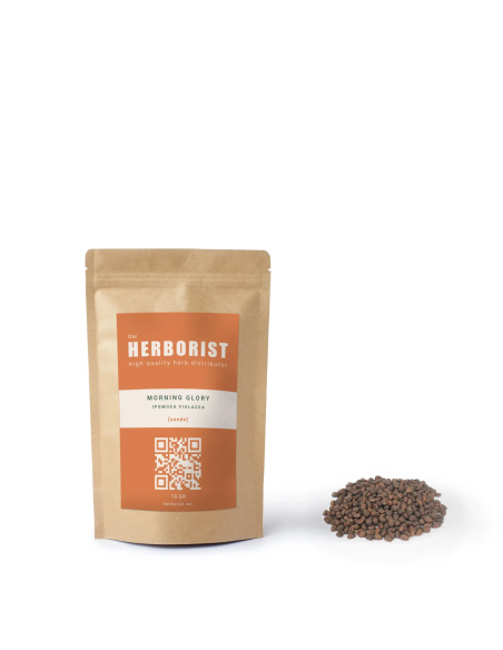 Morning glory - Ipomea Violacea