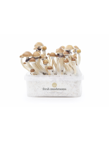 Fresh Mushrooms Growkit - MCKENNAII
