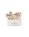 Fresh Mushrooms Growkit - THAI