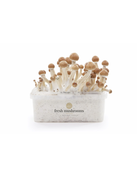Fresh Mushrooms Growkit - ECUADOR