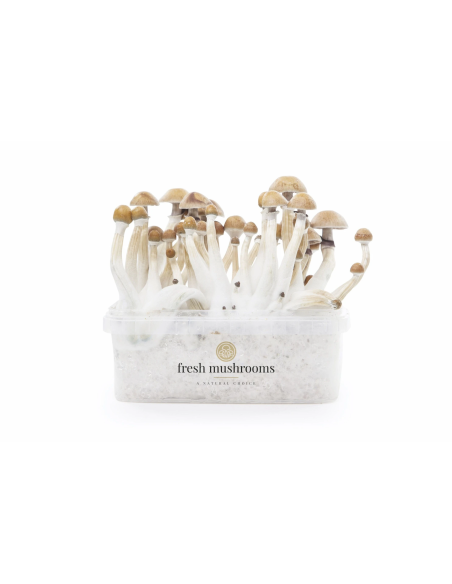 Fresh Mushrooms Growkit - MEXICAN