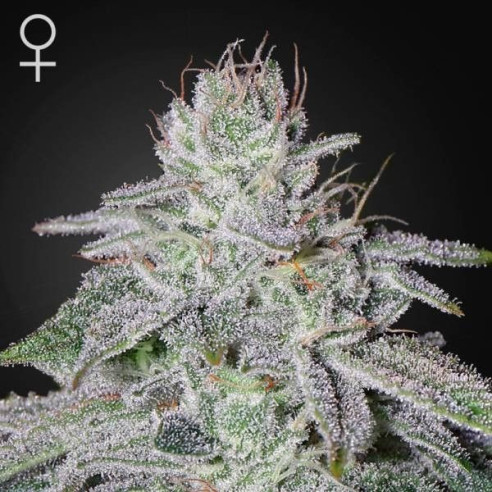 Holy punch feminized - Green house Seeds