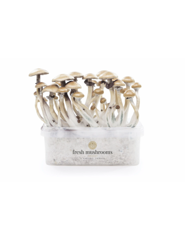 Fresh Mushrooms Growkit - GOLDEN TEACHER