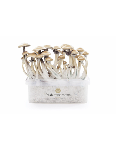 Fresh Mushrooms Growkit - GOLDEN TEACHER