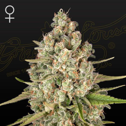 Lost pearl feminized - Green house Seeds
