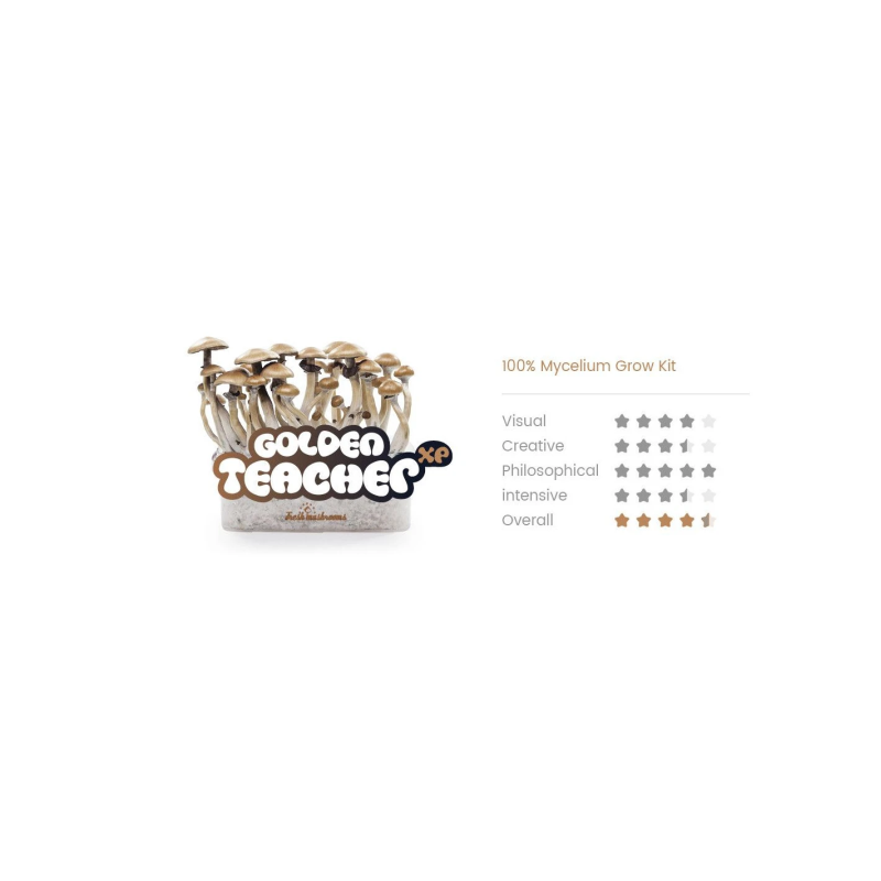 Fresh Mushrooms Growkit - GOLDEN TEACHER