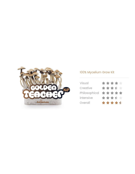 Fresh Mushrooms Growkit - GOLDEN TEACHER