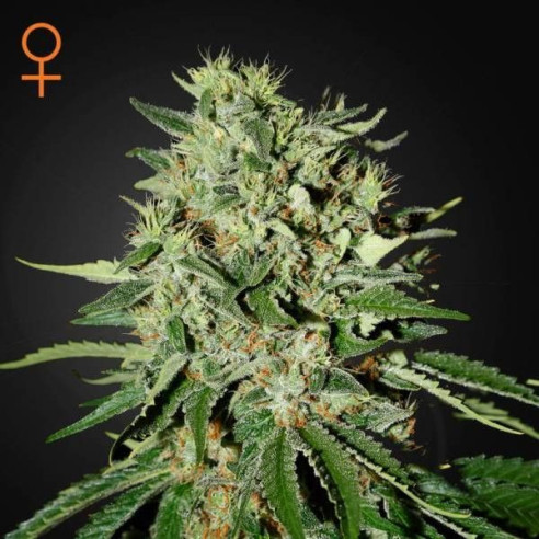 The doctor feminized - Green house Seeds